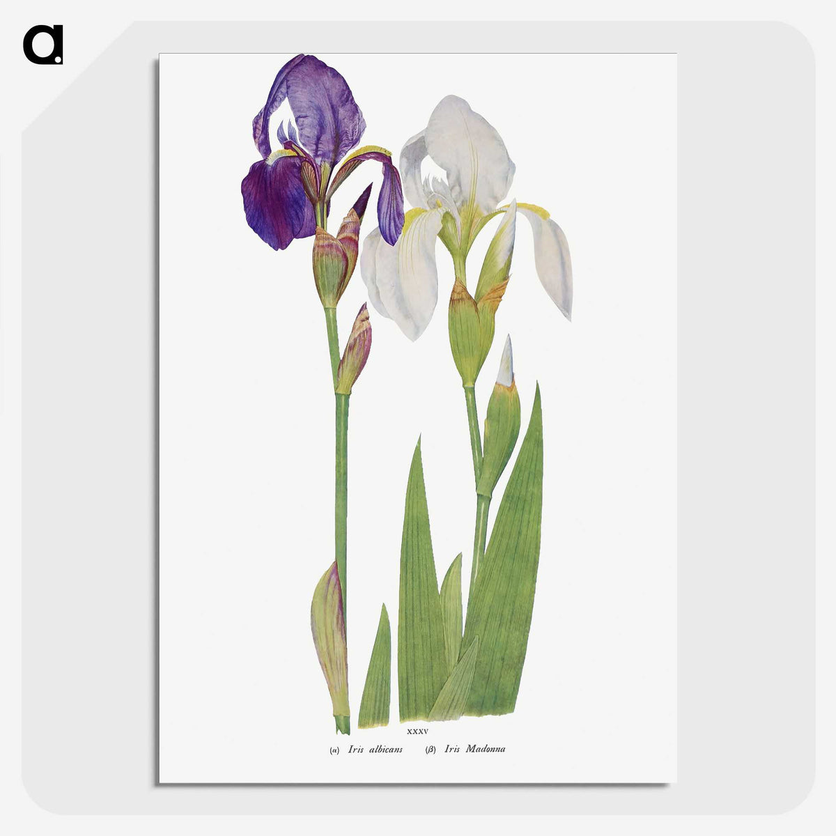 1-21_The-Genus-Iris_picture-crop