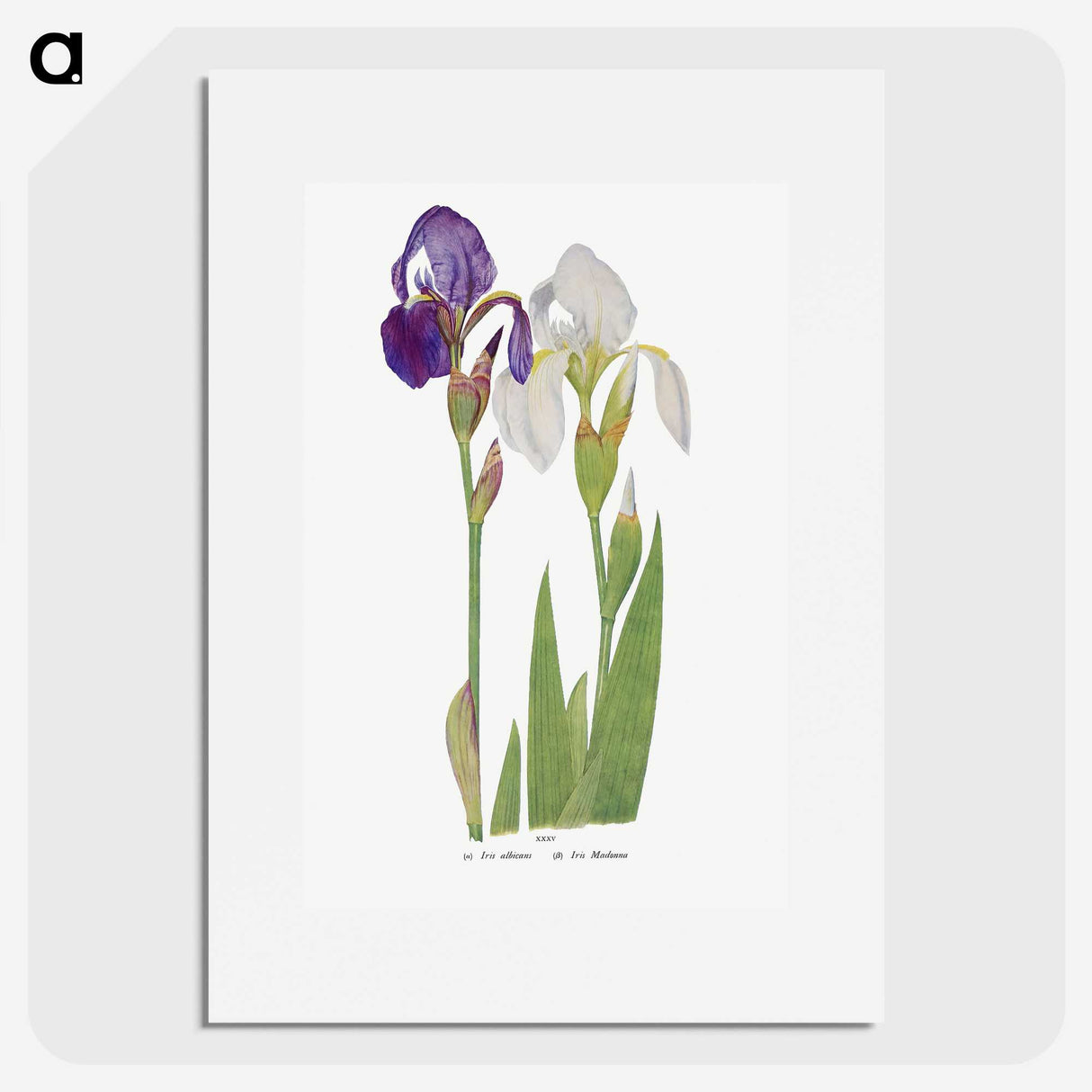 1-21_The-Genus-Iris_picture