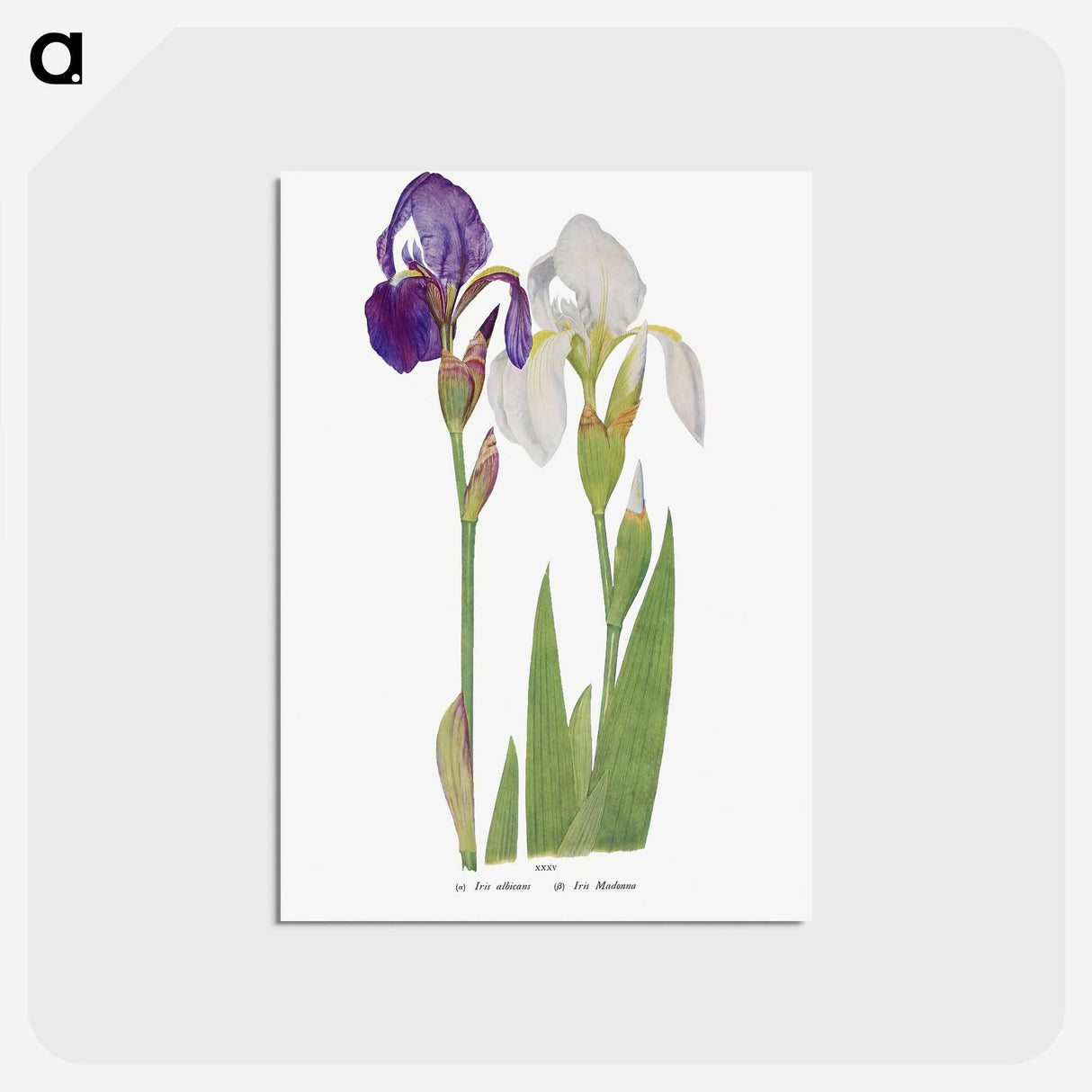 1-21_The-Genus-Iris_postcard