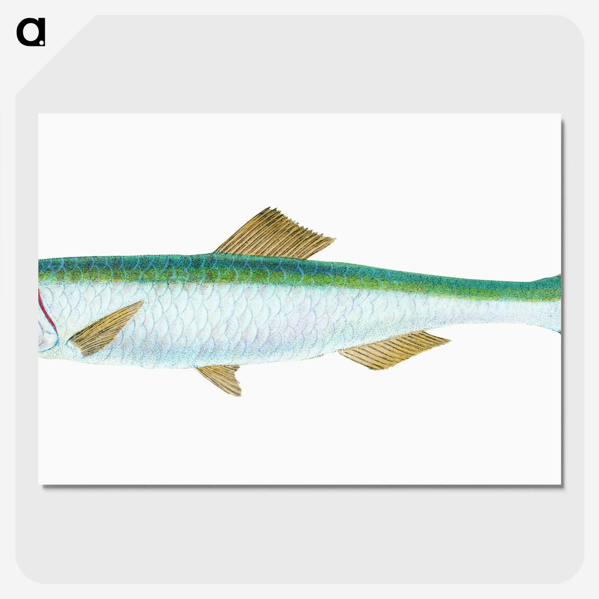 1-21_The-Natural-History-of-British-Fishes_picture-crop