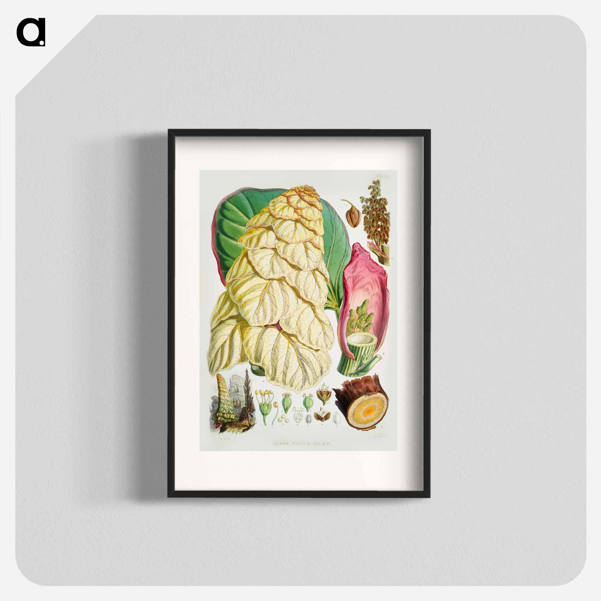 Noble rhubarb - Walter Hood Fitch Poster.