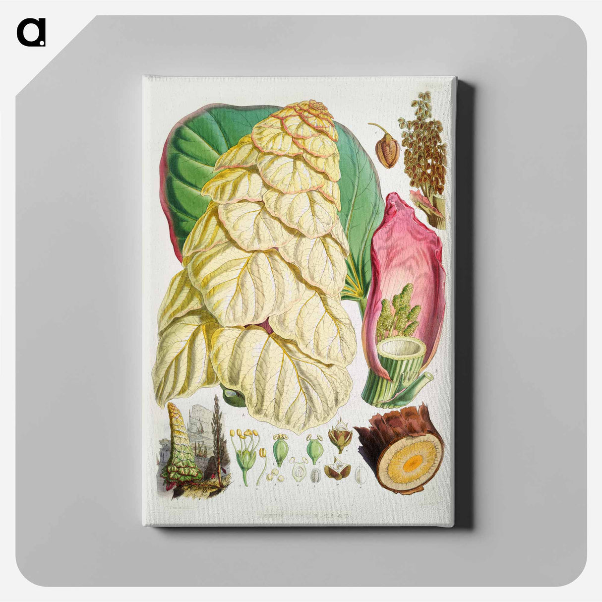 Noble rhubarb - Walter Hood Fitch Canvas.