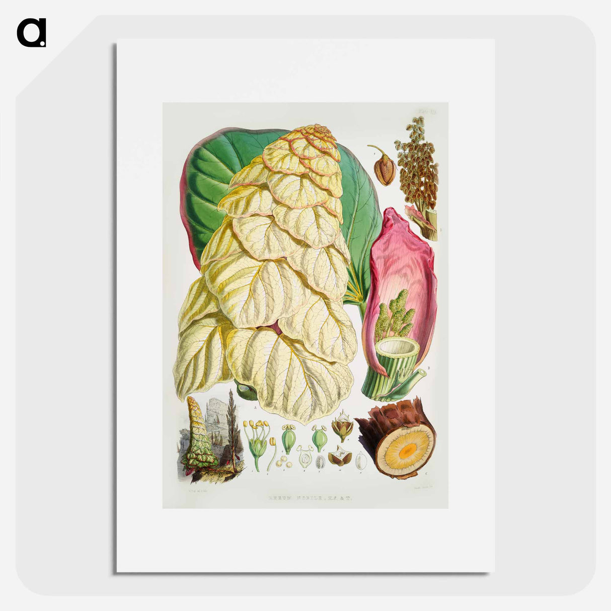 Noble rhubarb - Walter Hood Fitch Poster.