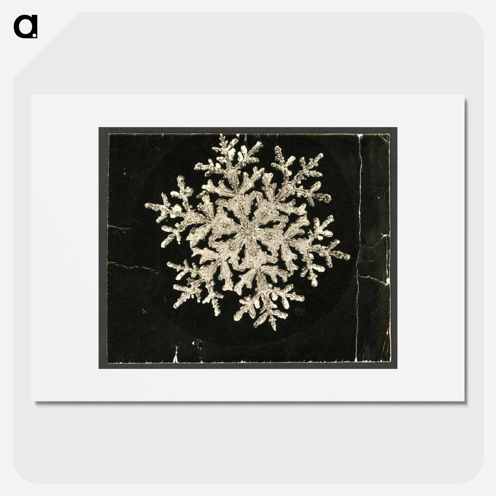 Wilson Bentley Photomicrograph of Fernlike Stellar Snowflake No. 1095 - ウィルソン ベントレー Poster.