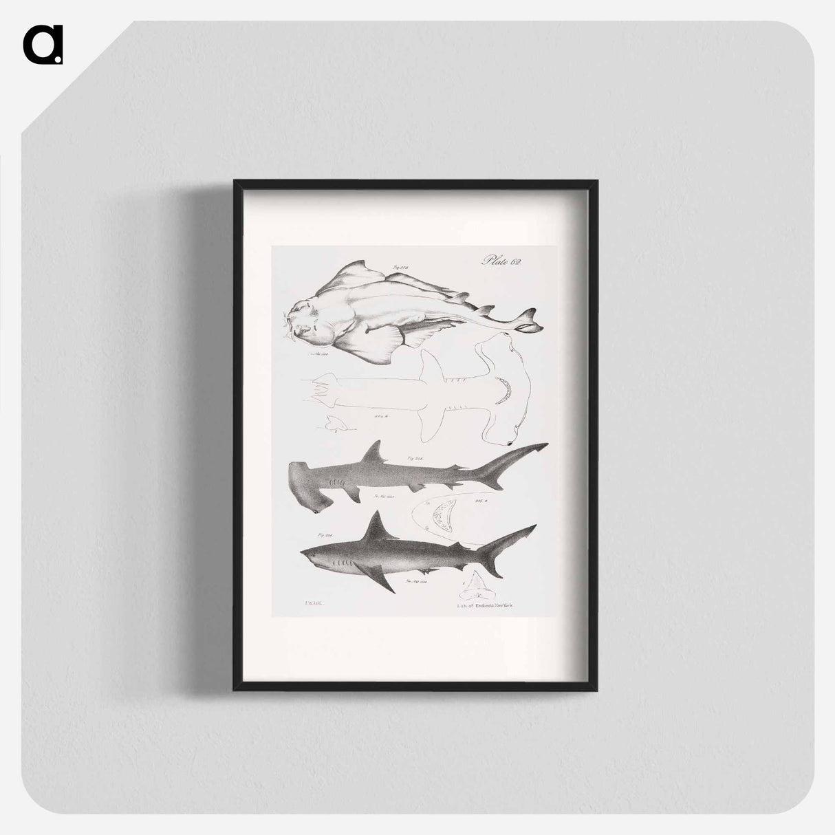 The American Angel-fish (Squatina dumerili) - ニューヨークの動物学 Poster.