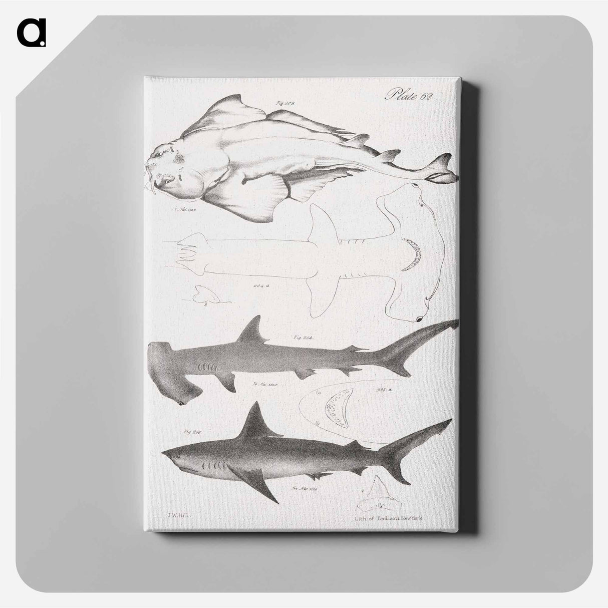 The American Angel-fish (Squatina dumerili) - ニューヨークの動物学 Canvas.