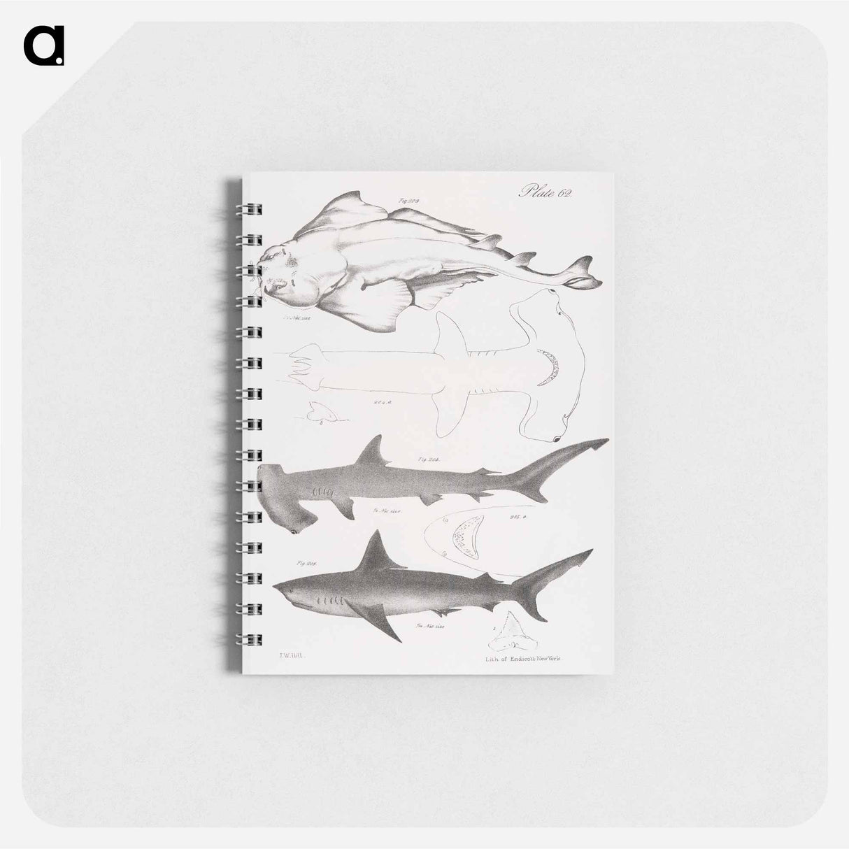 The American Angel-fish (Squatina dumerili) - ニューヨークの動物学 Memo.