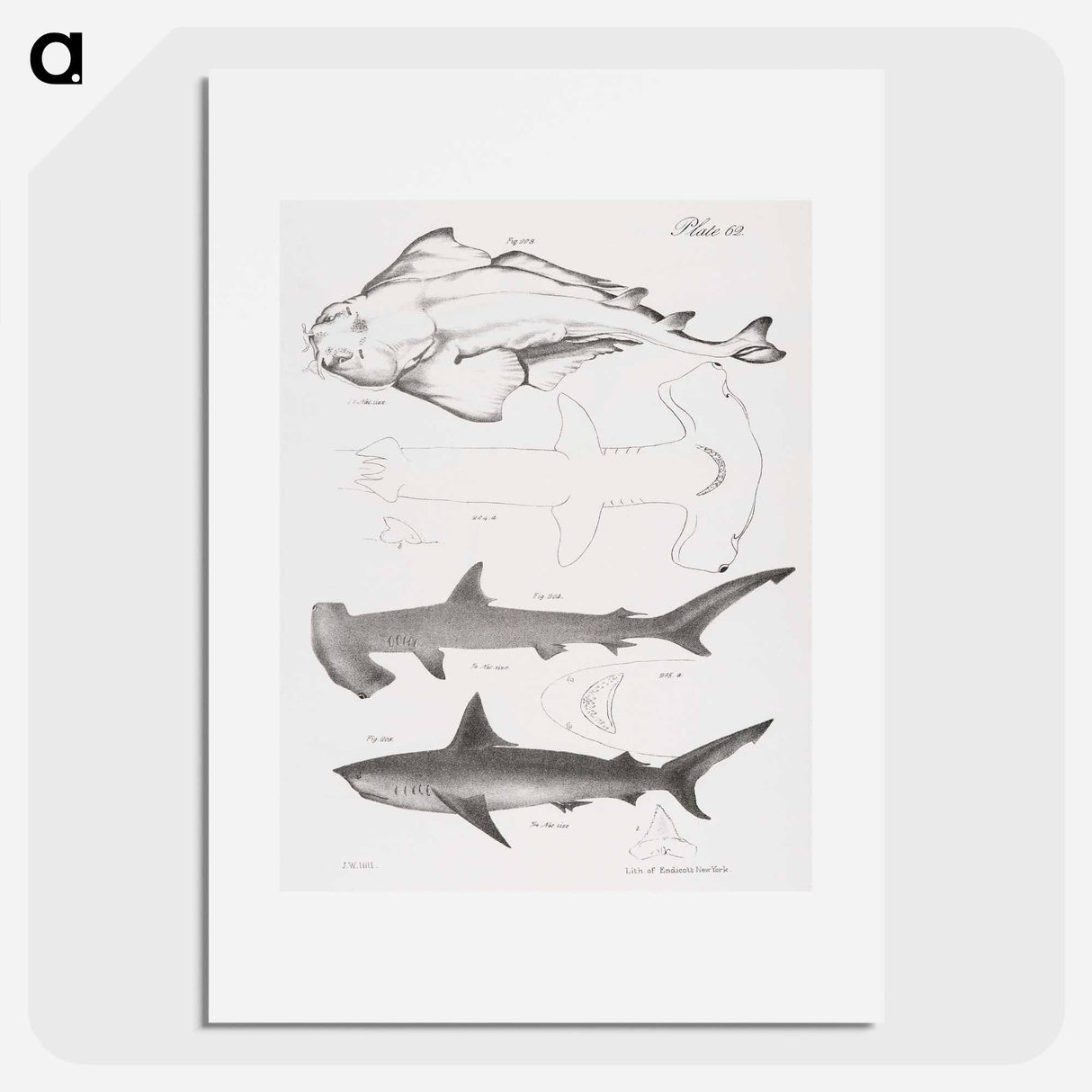 The American Angel-fish (Squatina dumerili) - ニューヨークの動物学 Poster.