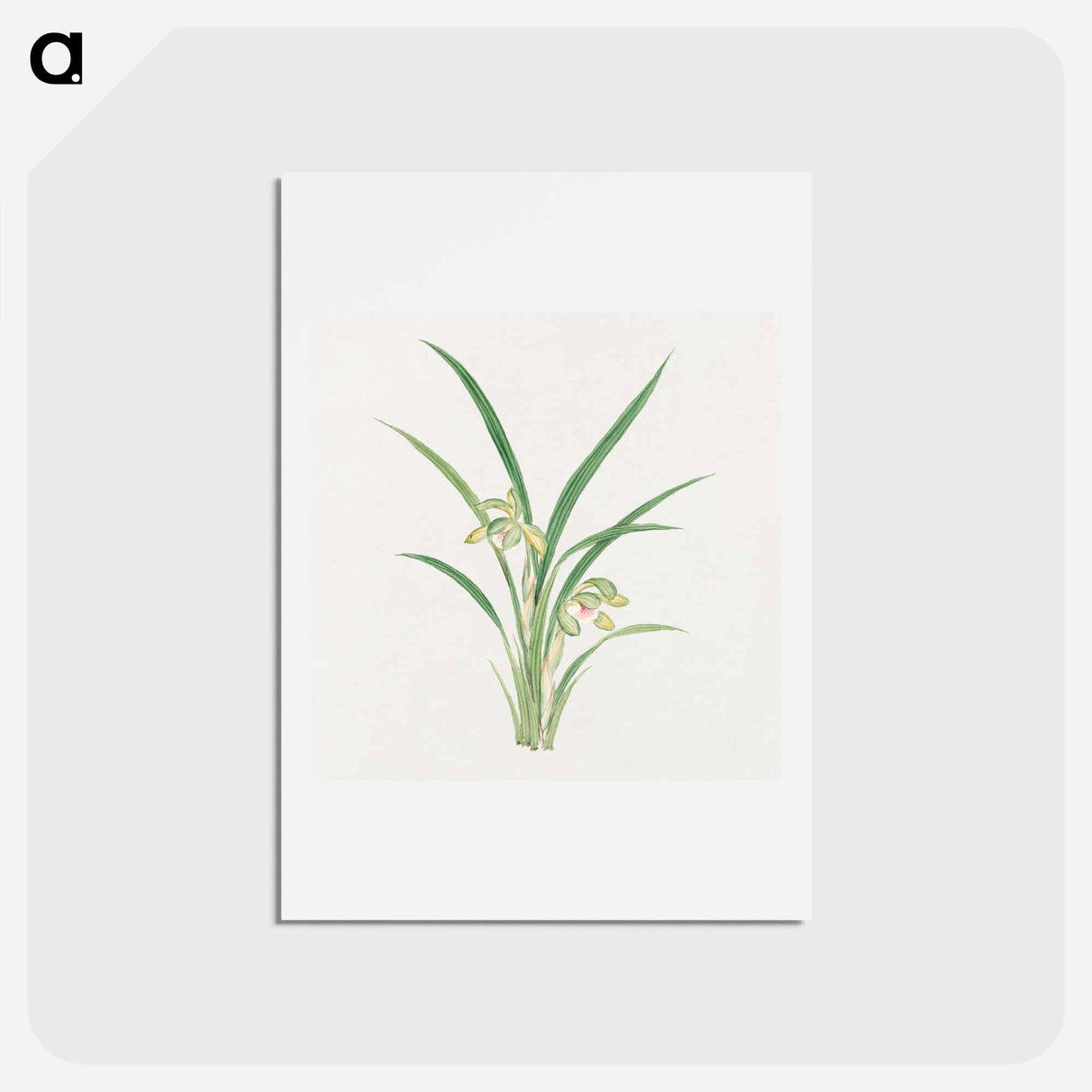 Mirau – March - 19世紀の日本の花 Postcard.