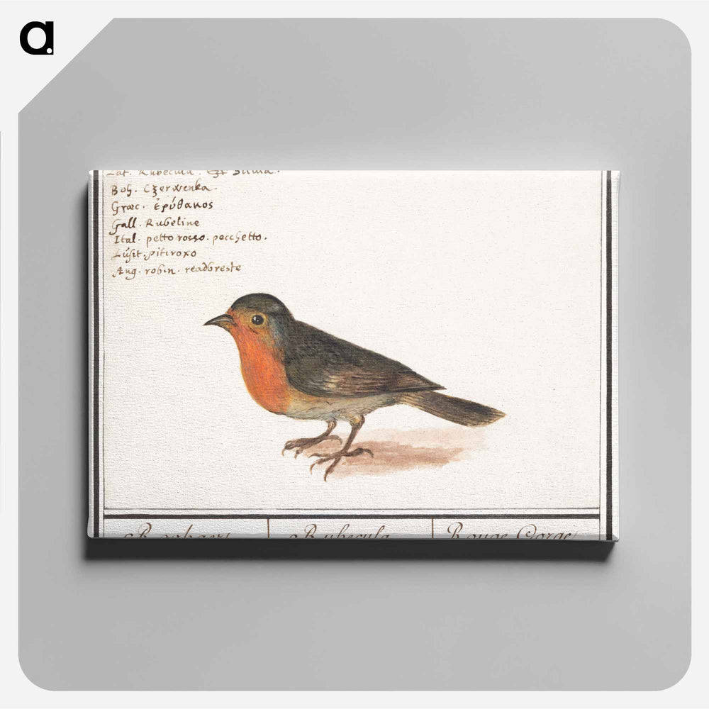 Robin - アンセルムス ボエティウス デ ブート Canvas.