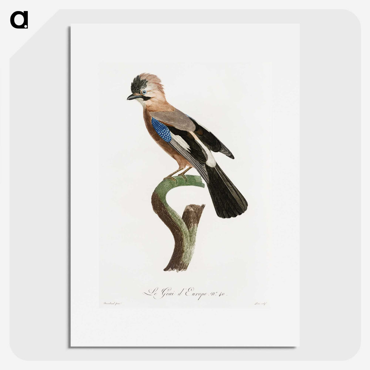 1-22_Des-Oiseaux-de-Paradis_picture