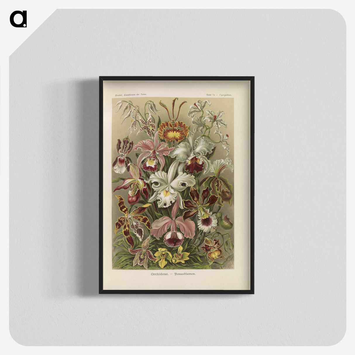 1-22_Ernst-Haeckel_blk-crop