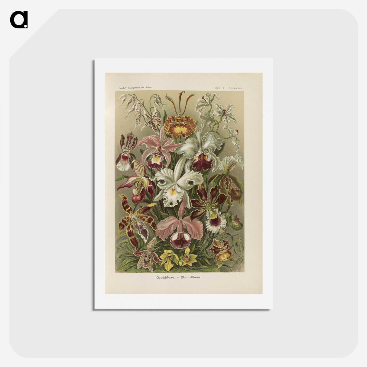 1-22_Ernst-Haeckel_hagaki