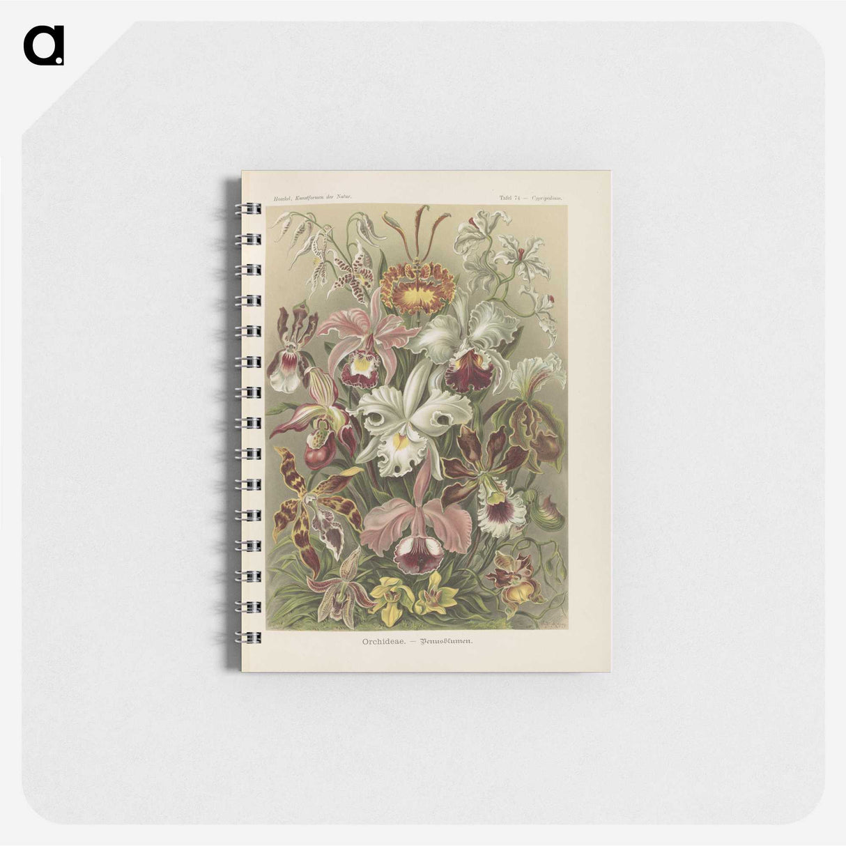 1-22_Ernst-Haeckel_memo