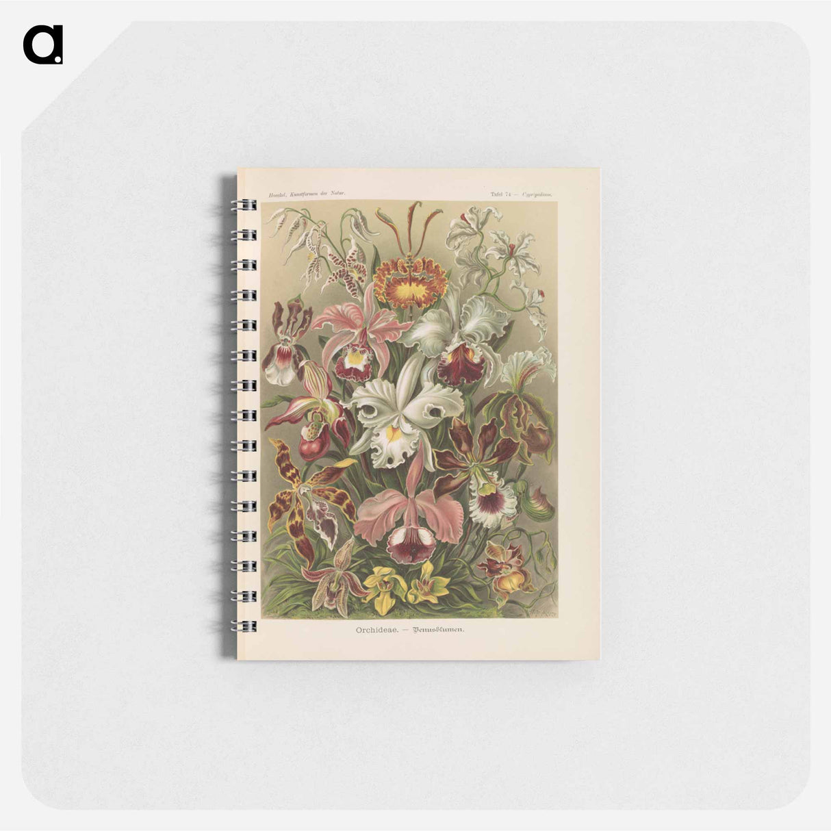 アートメモ帳-Flowers illustration from Kunstformen der Natur - エルンスト ヘッケル Memo.