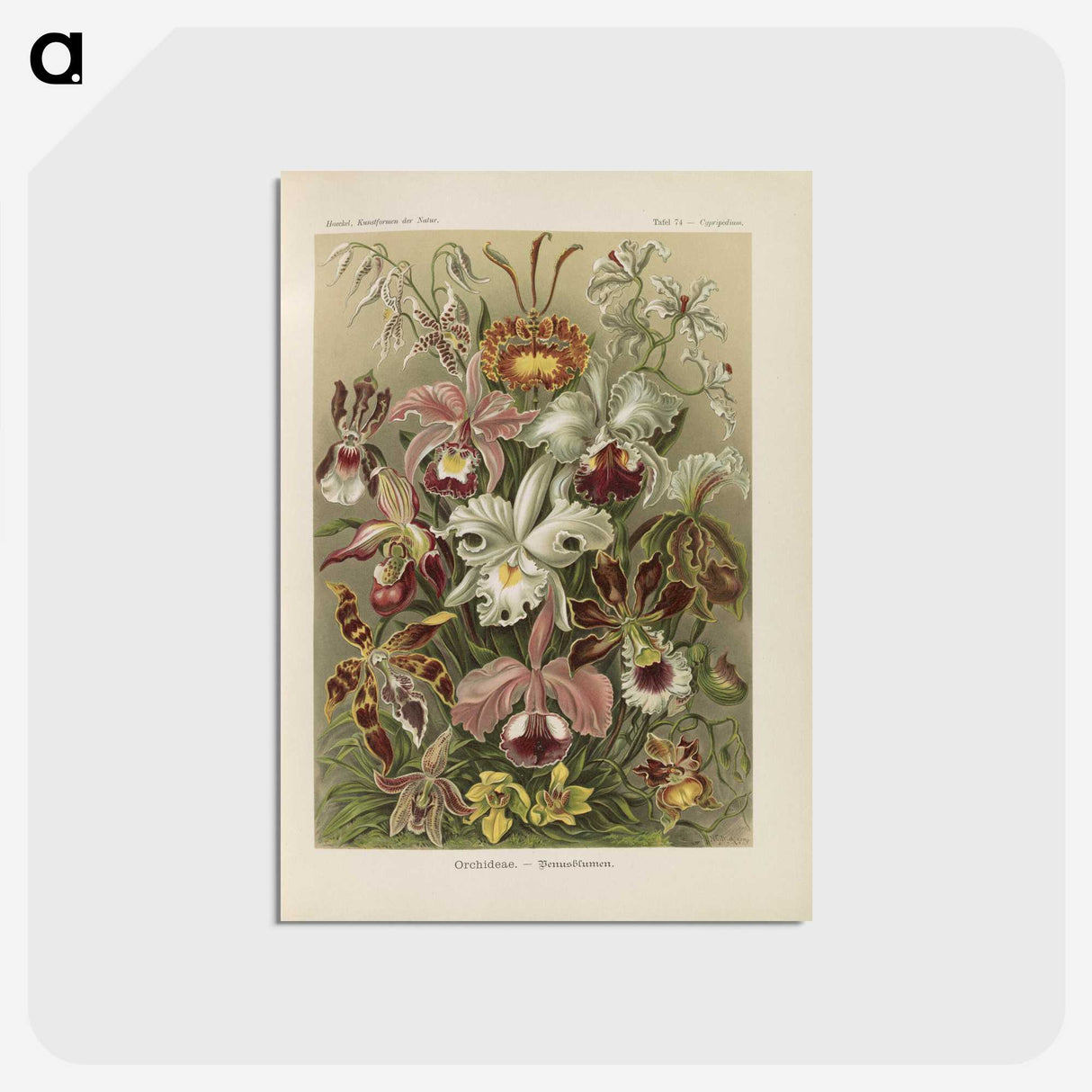 1-22_Ernst-Haeckel_postcard