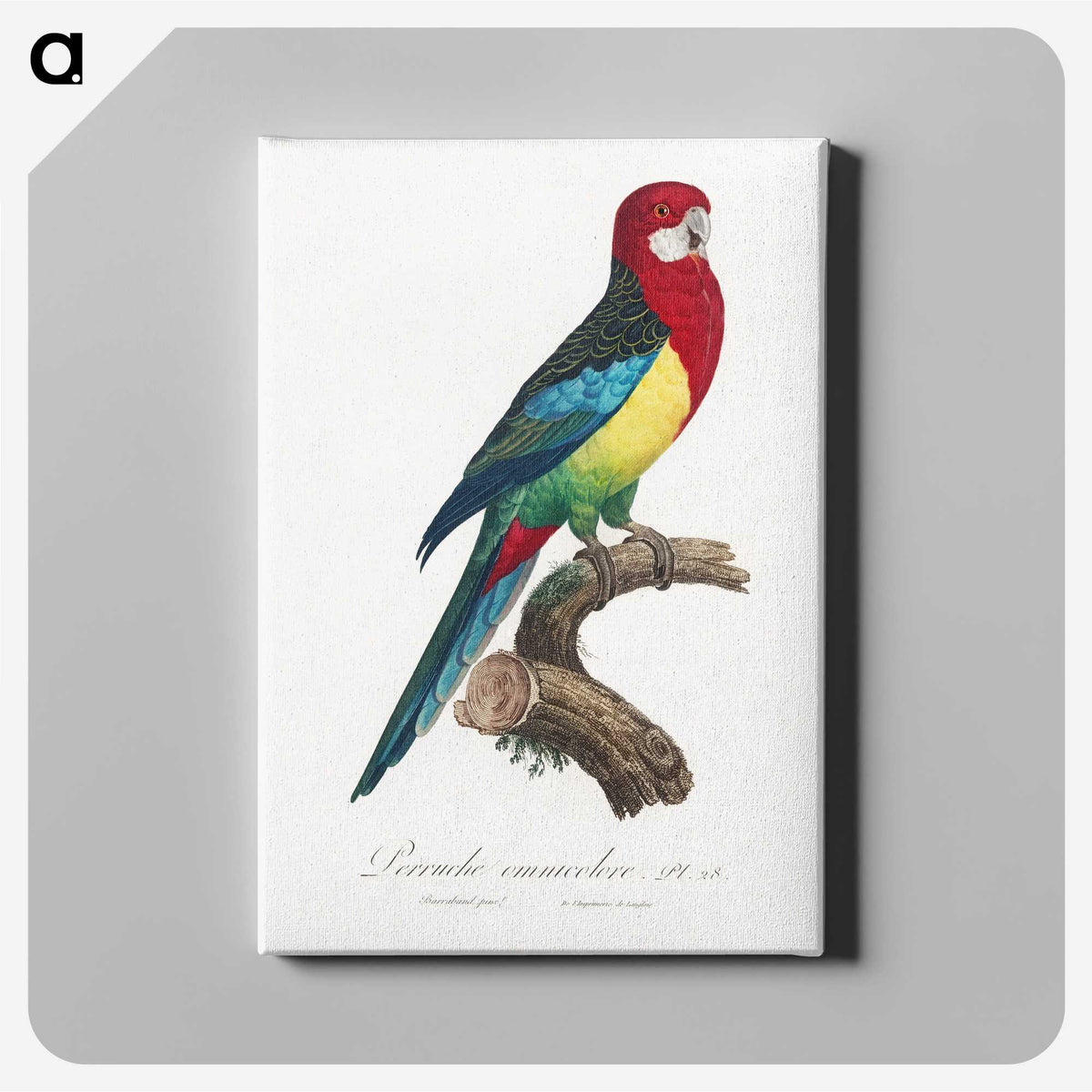 1-22_Francois-Levaillant_canvas