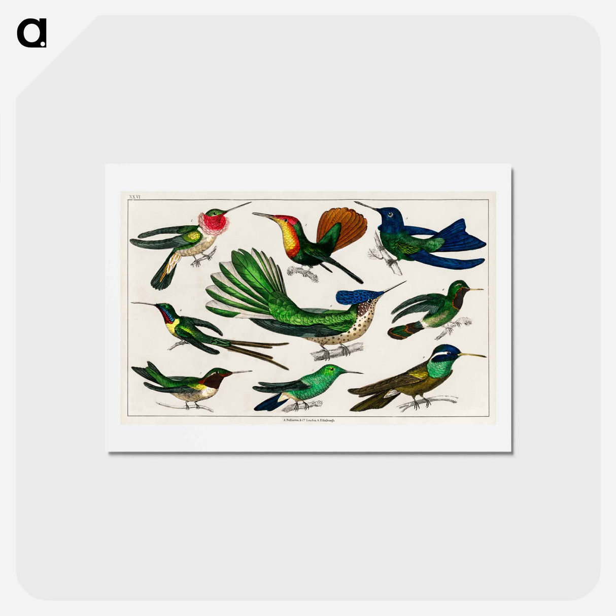 アートポストカード-Birds from Animated Nature
- ゴールドスミスの生き生きとした自然 Postcard.