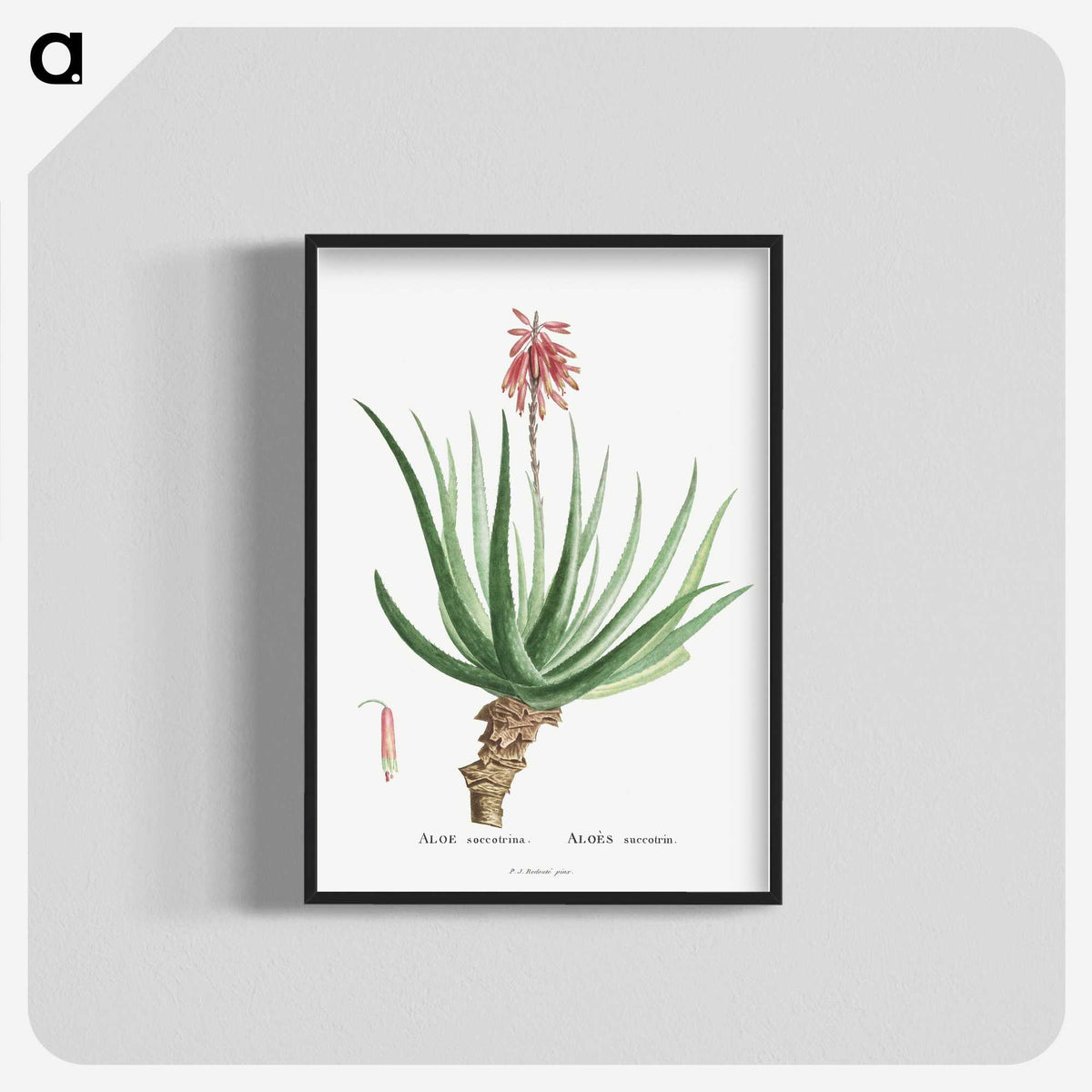 1-22_Histoire-des-Plantes-Grasses_blk-crop
