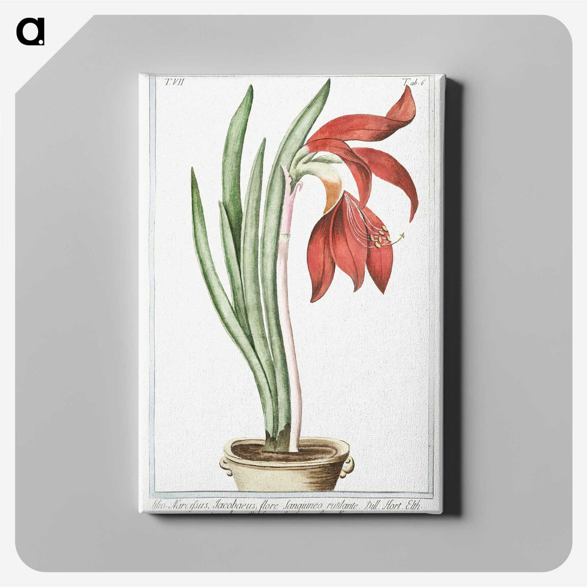 1-22_Hortus-Romanus-Botanical-Plates_canvas