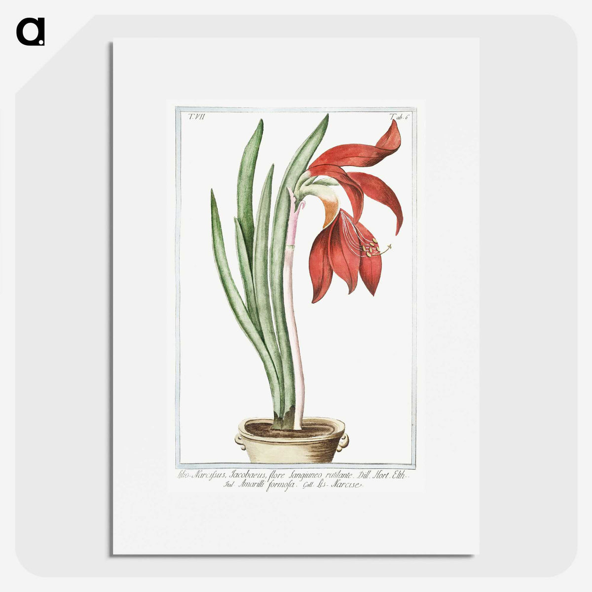 1-22_Hortus-Romanus-Botanical-Plates_picture