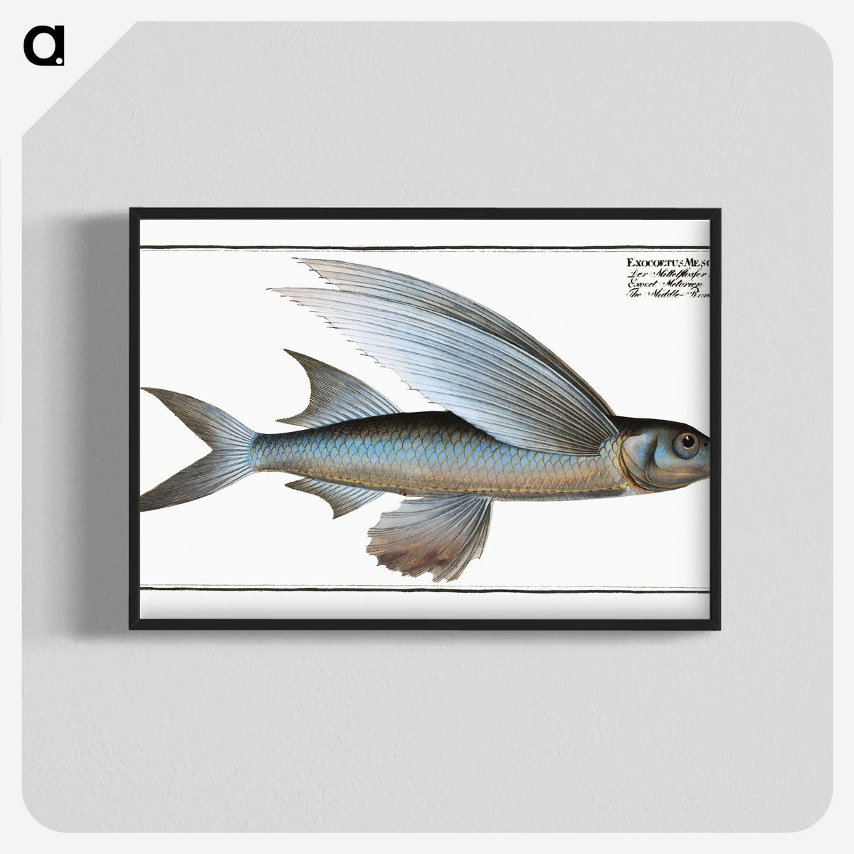 1-22_Ichtyologie-ou-Histoire-naturelle_blk-crop