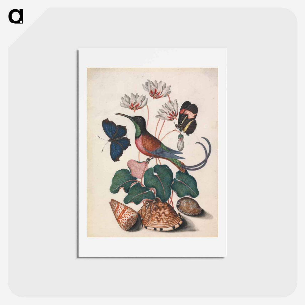 アートポストカード-Crimson Topaz Hummingbird with Cyclamen and Butterflies
- ジェームズ ボルトン Postcard.