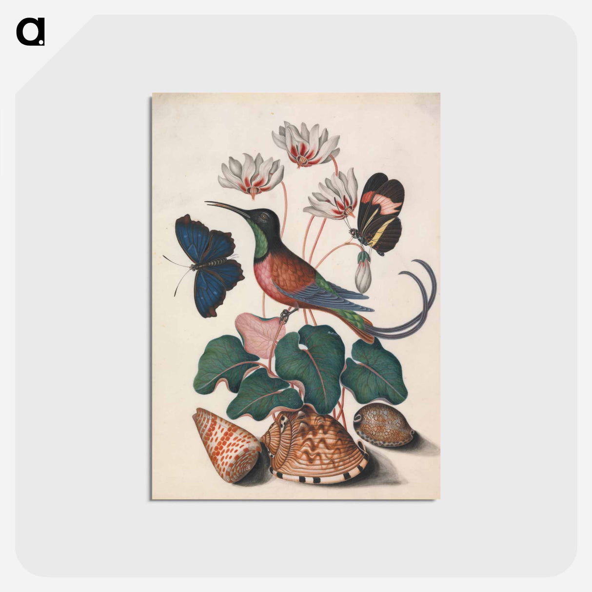 アートポストカード-Crimson Topaz Hummingbird with Cyclamen and Butterflies
- ジェームズ ボルトン Postcard.