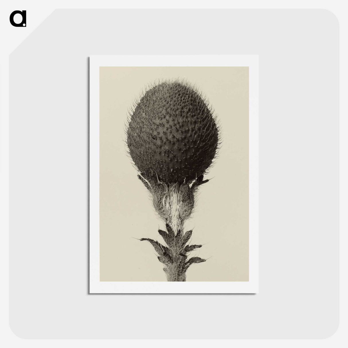 1-22_Karl-Blossfeldt_hagaki