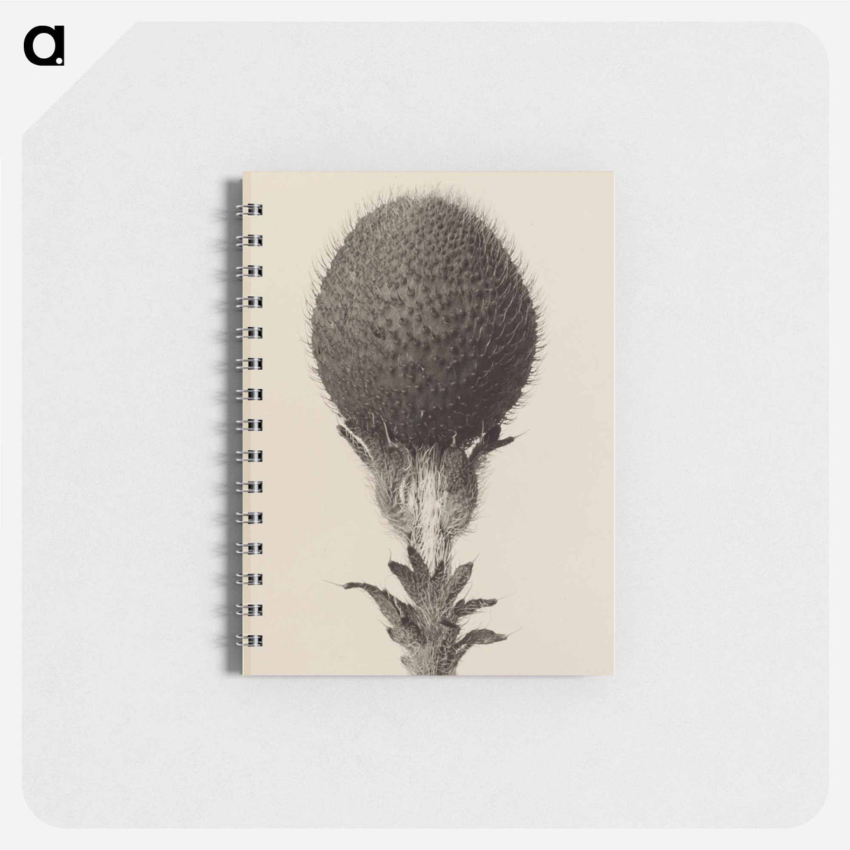 Thorned bulbous plant - カール ブロスフェルト Memo.