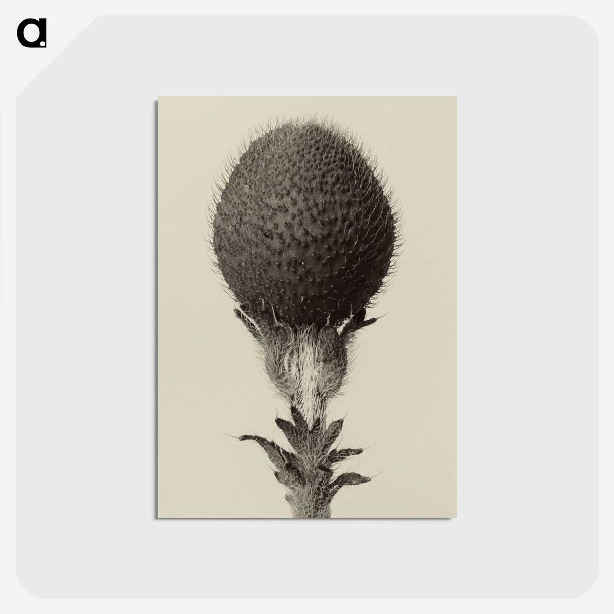 1-22_Karl-Blossfeldt_postcard