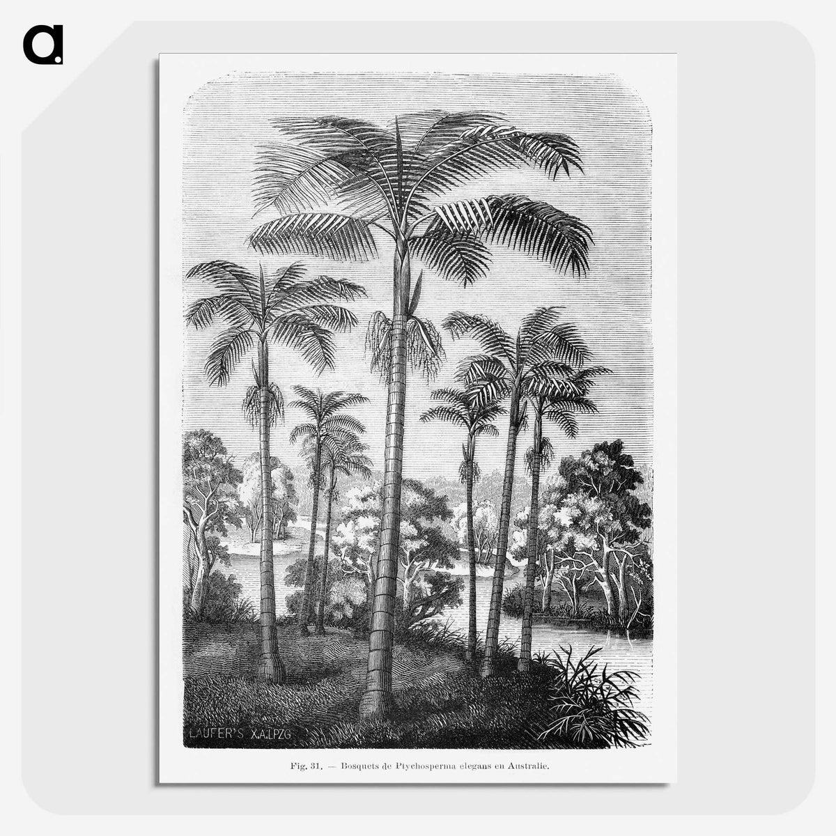 1-22_Les-Palmiers-Histoire-Iconographique_picture-crop