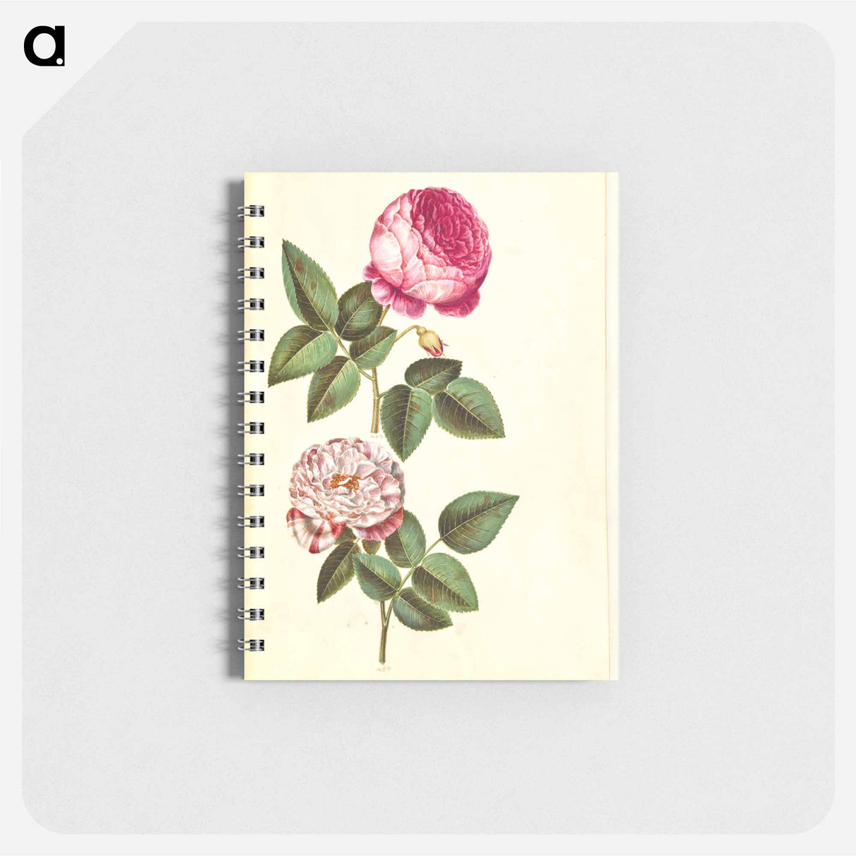 アートメモ帳-Rosa ×centifolia and Rosa gallica versicolor
- マリア ジビーラ メーリアン Memo.