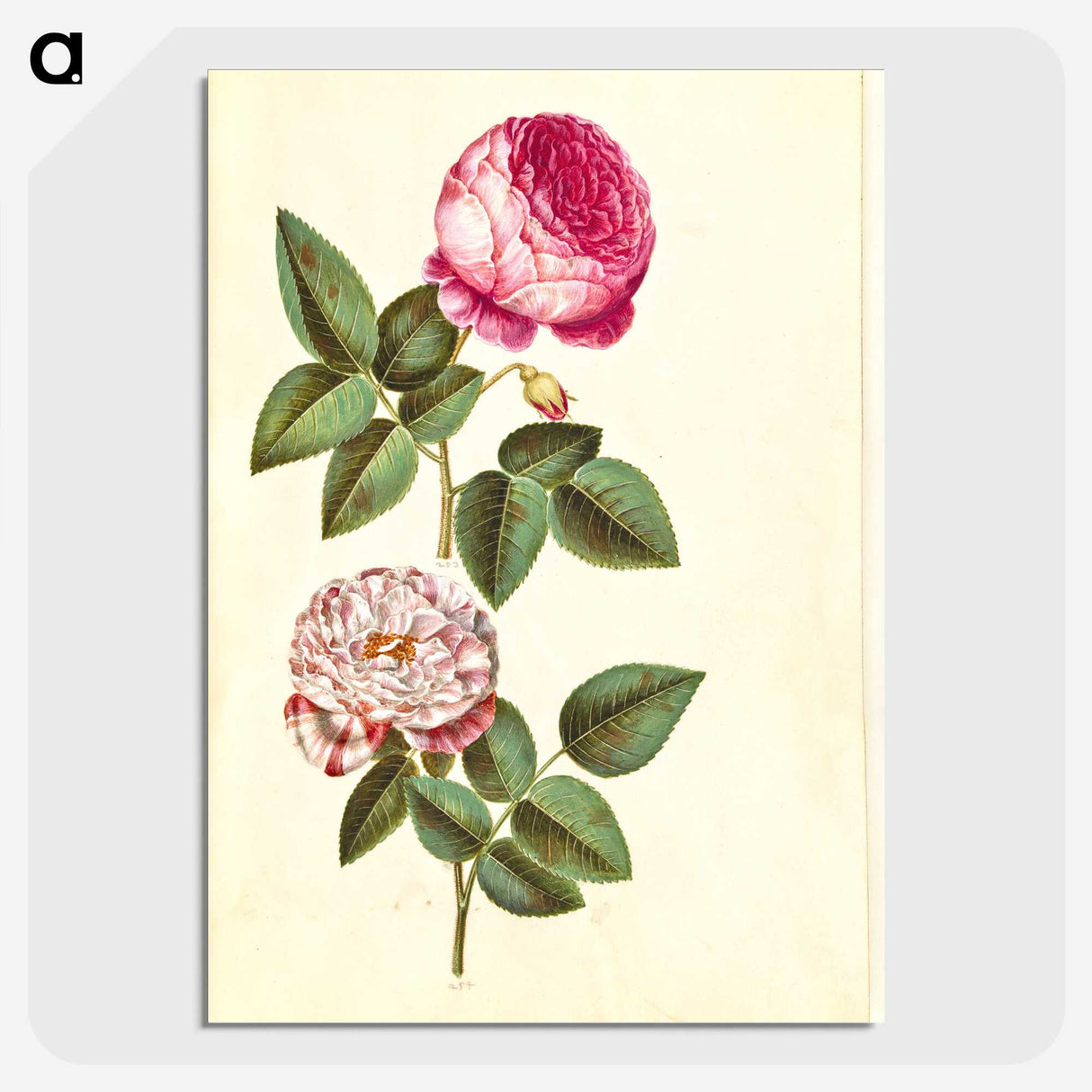 1-22_Maria-Sibylla-Merian_picture-crop
