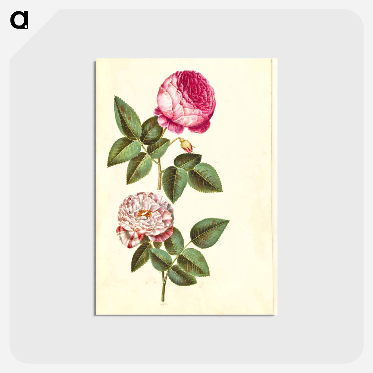 アートポストカード-Rosa ×centifolia and Rosa gallica versicolor
- マリア ジビーラ メーリアン Postcard.