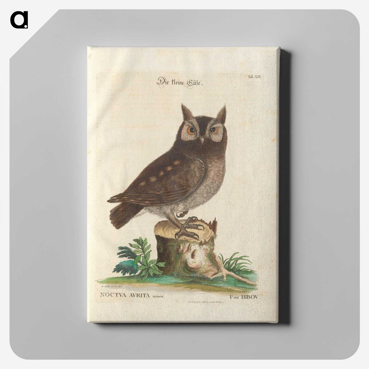 1-22_Mark-Catesby_canvas