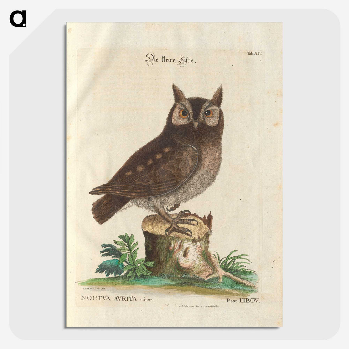 1-22_Mark-Catesby_picture-crop