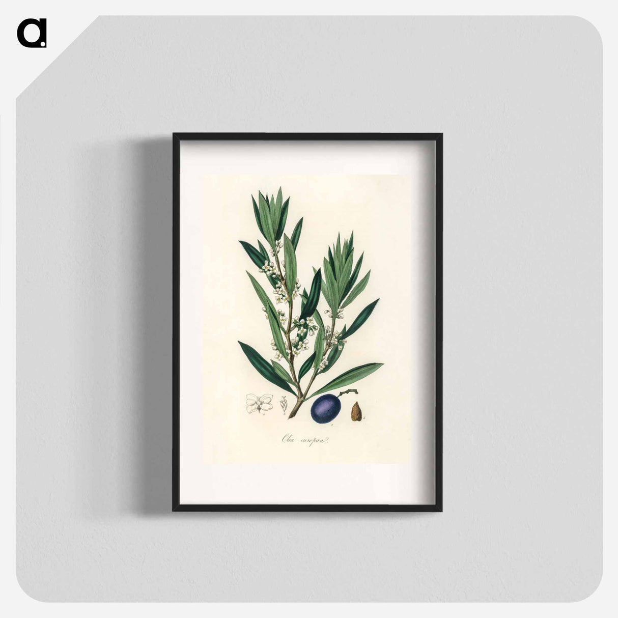 アートポスター-Olive Illustration
- 薬用植物学 Poster.