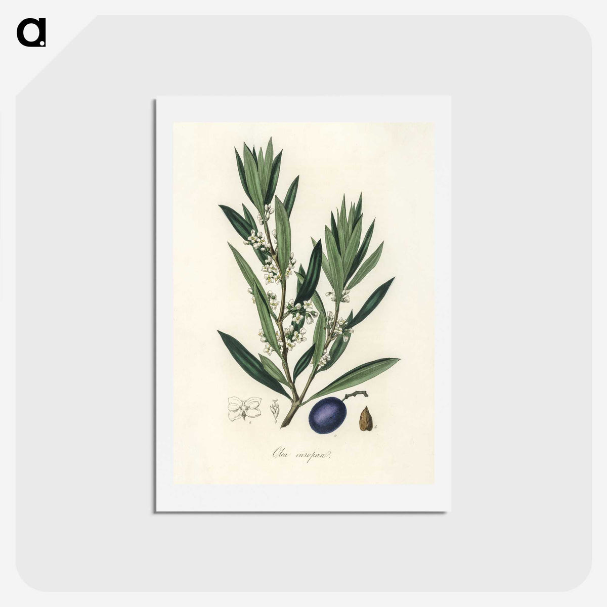 1-22_Medical-Botany_hagaki