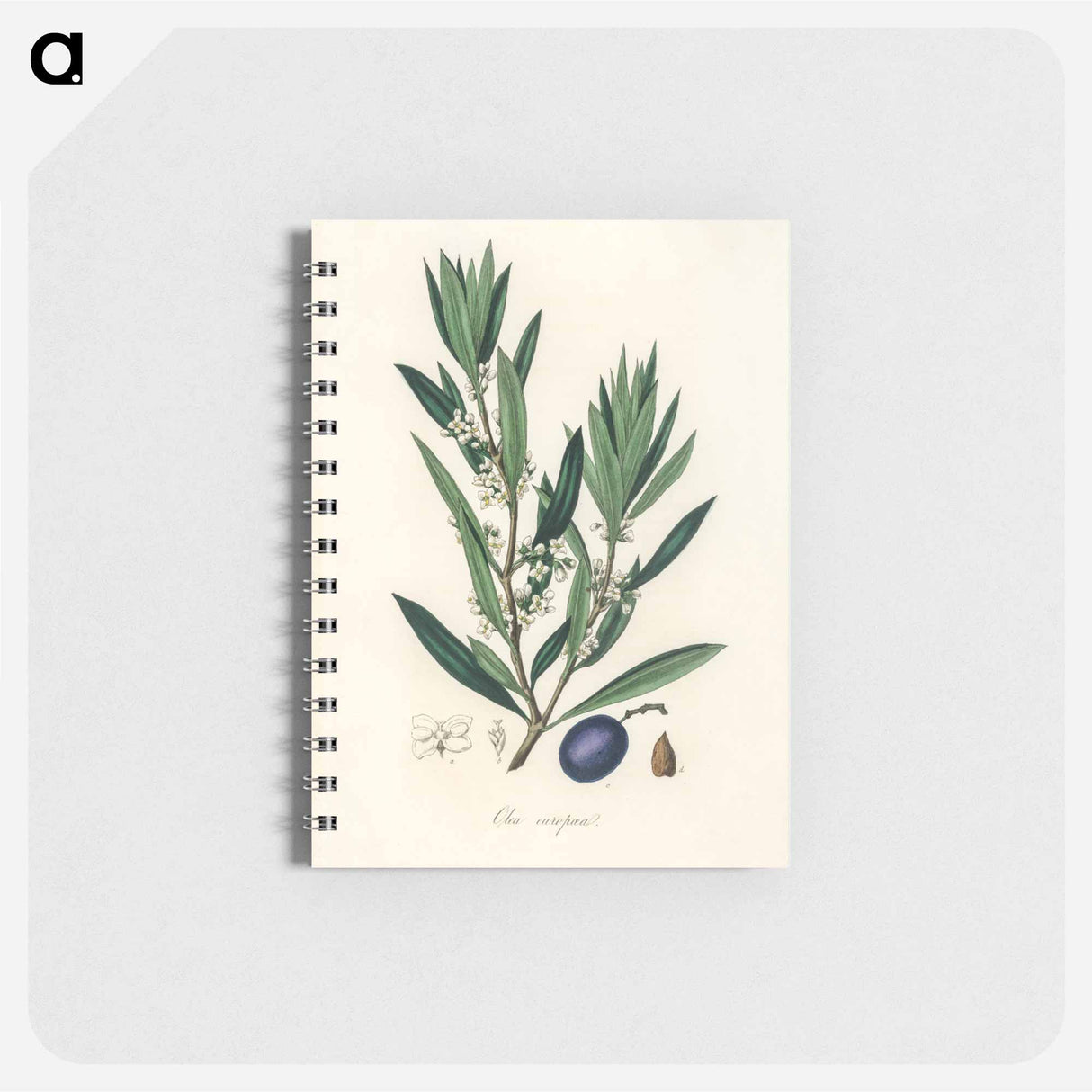アートメモ帳-Olive Illustration
- 薬用植物学 Memo.