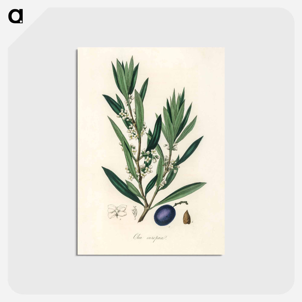 アートポストカード-Olive Illustration
- 薬用植物学 Postcard.