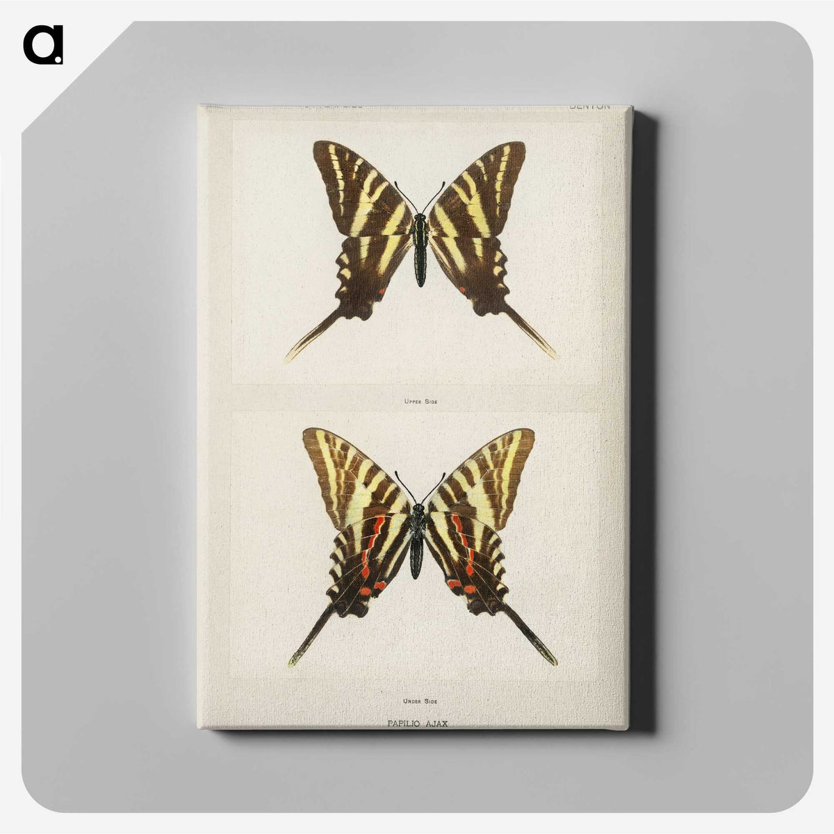 1-22_Moths-and-Butterflies-of-the-United-States_canvas