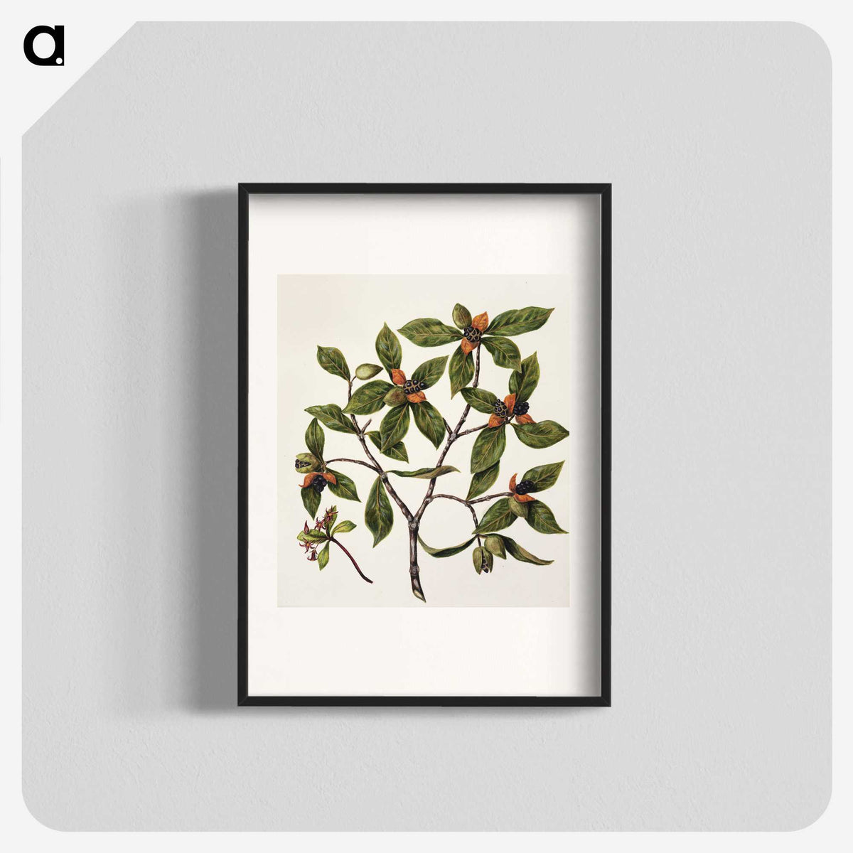 1-22_Native-Flowering-Plants-of-New-Zealand_blk