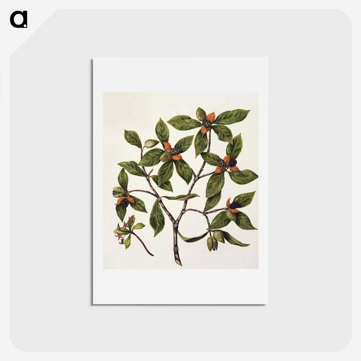 1-22_Native-Flowering-Plants-of-New-Zealand_hagaki