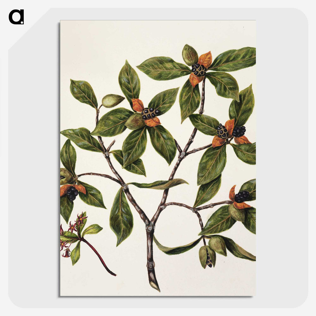 1-22_Native-Flowering-Plants-of-New-Zealand_picture-crop