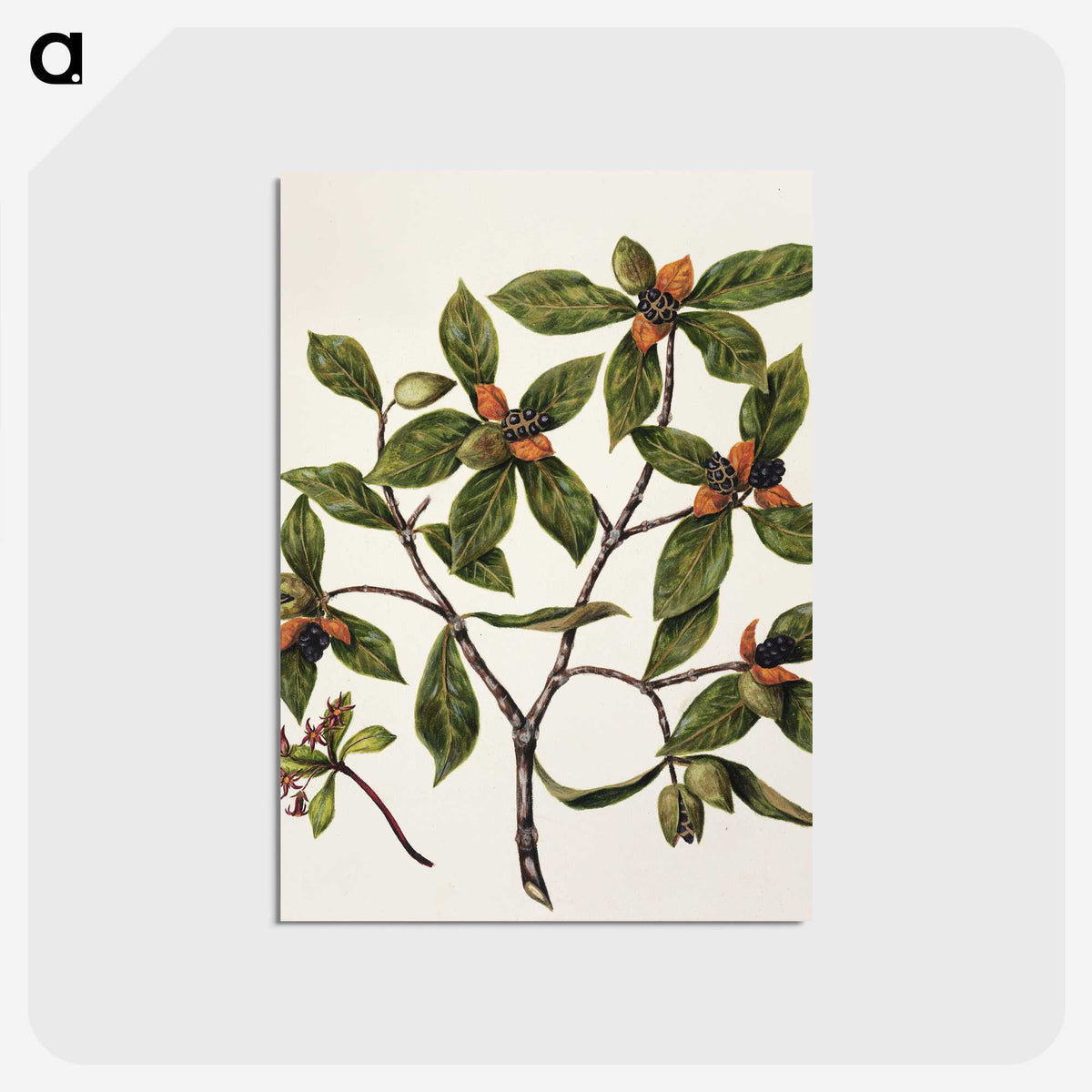 1-22_Native-Flowering-Plants-of-New-Zealand_postcard