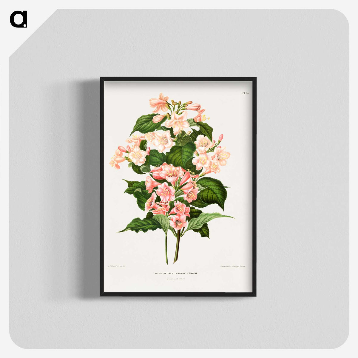 1-22_Nederlandsche-Flora-en-Pomona_blk-crop