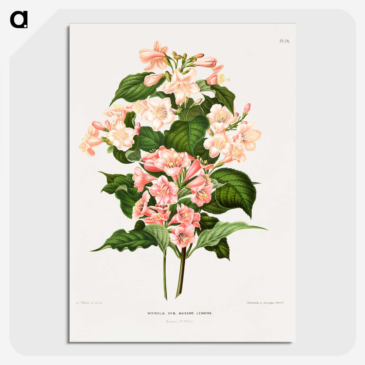 1-22_Nederlandsche-Flora-en-Pomona_picture-crop