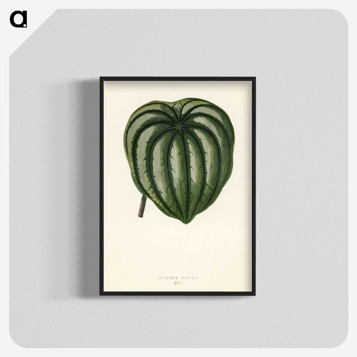 1-22_New-and-Rare-Beautiful-Leaved-Plants_blk-crop