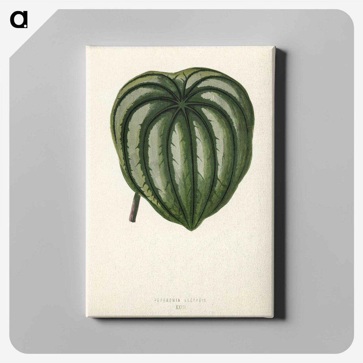 1-22_New-and-Rare-Beautiful-Leaved-Plants_canvas